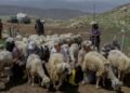 طالبان مهاجرلر وزیرلیگی تورکیه افغانستانلیک ۲۰ مینگ‌دن آرتیق کیشی‌گه ویزا بېریشینی اعلام قیلدی