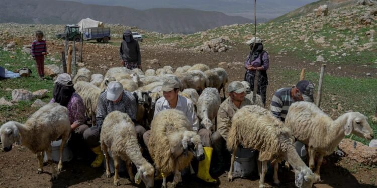 طالبان مهاجرلر وزیرلیگی تورکیه افغانستانلیک ۲۰ مینگ‌دن آرتیق کیشی‌گه ویزا بېریشینی اعلام قیلدی