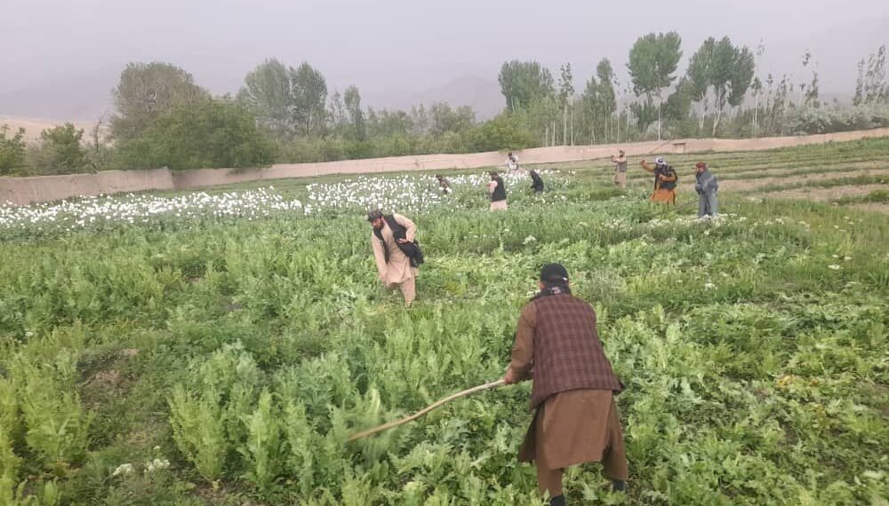 بغلان ولایتیده اۉن جریب یېر کۉکناردن تازه‌لندی