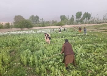 بغلان ولایتیده اۉن جریب یېر کۉکناردن تازه‌لندی