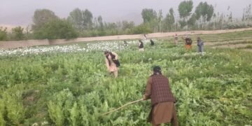 بغلان ولایتیده اۉن جریب یېر کۉکناردن تازه‌لندی