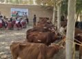 تخار ده ۶۰ عایله‌گه ۸۰ مینگ دالر ارزشی‌ یاردم بېریلدی