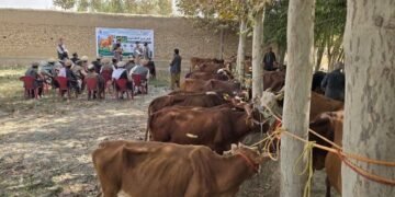 تخار ده ۶۰ عایلهگه ۸۰ مینگ دالر ارزشی یاردم بېریلدی